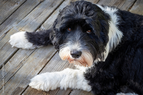 black and white Portuguese Water Dog laying on a deck outside