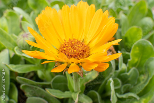 macro of an orange calendula flower with green leaves