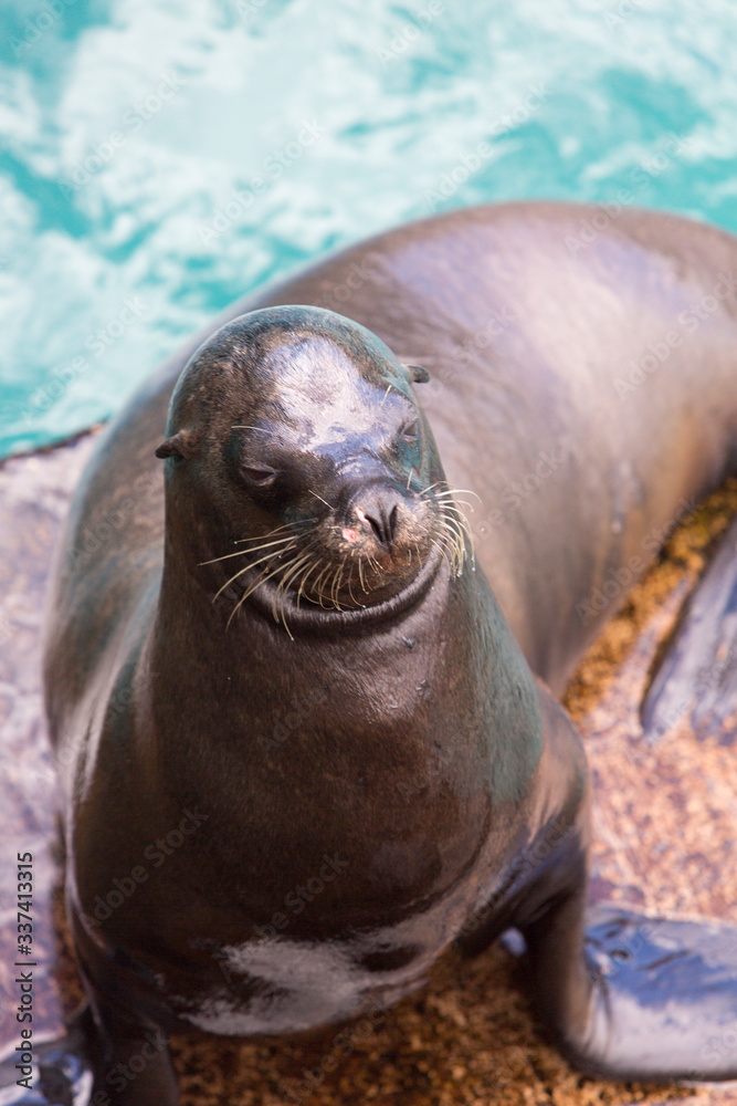 Obraz premium Closeup of a brown sea lion seen in the Galapagos Islands, Ecuador 2015.