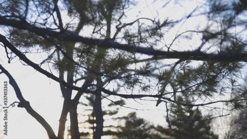 Closer View Of Lush Pine Tree Leaves And Branches At The Park On A Sunrise - Tilt Down Panning Shot