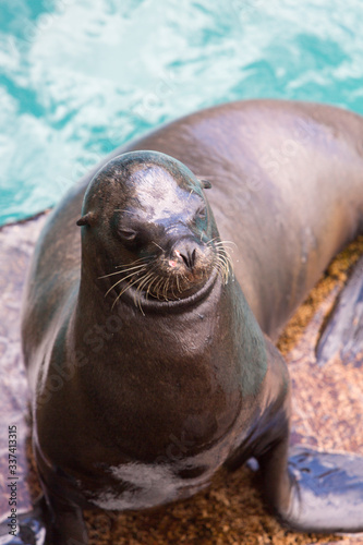 Closeup of a brown sea lion seen in the Galapagos Islands, Ecuador 2015. © piccaya