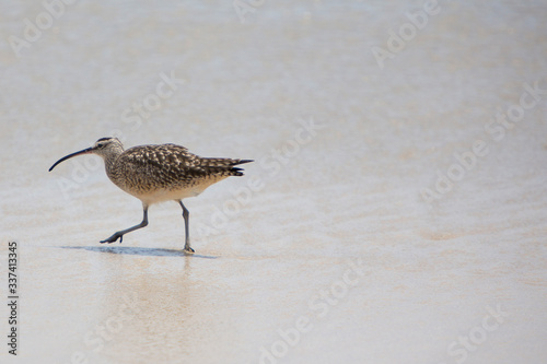 Sanderling bird walking on the beach alone on Isabela Island. Galapagos, Ecuador 2015 © piccaya