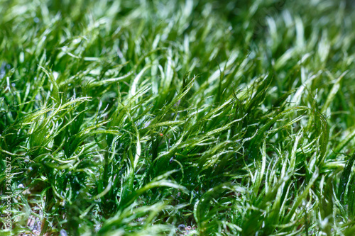The texture of green moss closeup. Abstract background.