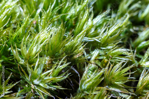 The texture of green moss closeup. Abstract background.