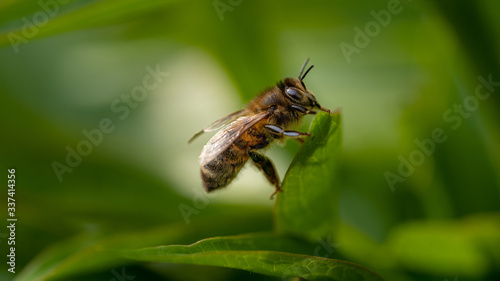 bee on a leaf © Darren Flinders