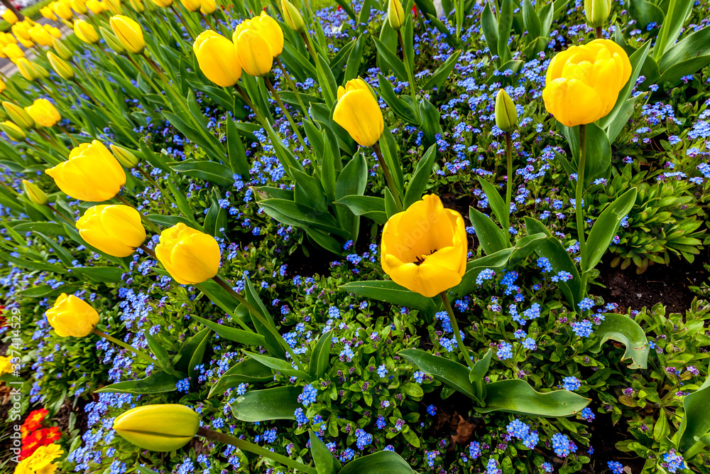 yellow tulips from a high angle