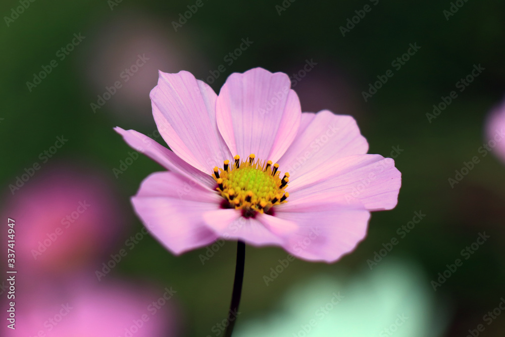 Beautiful purple Cosmos flowers in the garden. Violet flowers pictures. Cosmos bipinnatus, commonly called the garden cosmos or Mexican aster. Beautiful purple Cosmos flowers in the garden. Violet flowers pictures. Cosmos bipinnatus, commonly called the garden cosmos or Mexican aster.
