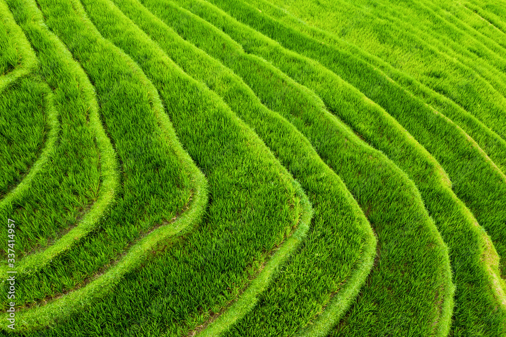 Aerial view of rice terraces. Landscape from drone. Agricultural landscape from the air. Rice terraces in the summer. UNESCO World Heritage - Jatiluwih rise terrace, Bali, Indonesia. Travel - image Aerial view of rice terraces. Landscape from drone. Agricultural landscape from the air. Rice terraces in the summer. UNESCO World Heritage - Jatiluwih rise terrace, Bali, Indonesia. Travel - image