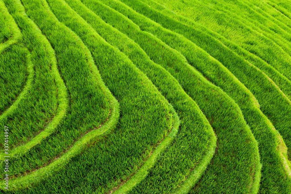 Aerial view of rice terraces. Landscape from drone. Agricultural landscape from the air. Rice terraces in the summer. UNESCO World Heritage - Jatiluwih rise terrace, Bali, Indonesia. Travel - image