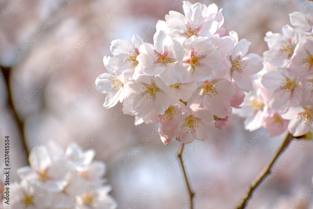 桜