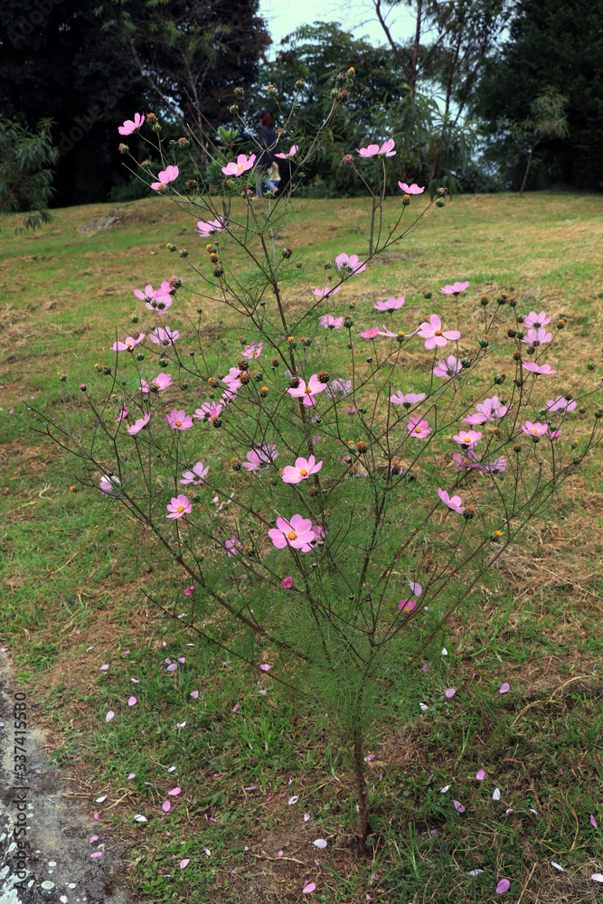 Beautiful purple and white Cosmos flowers in the garden. Violet and white flowers pictures. Cosmos bipinnatus, commonly called the garden cosmos or Mexican aster. Beautiful purple and white Cosmos flowers in the garden. Violet and white flowers pictures. Cosmos bipinnatus, commonly called the garden cosmos or Mexican aster.