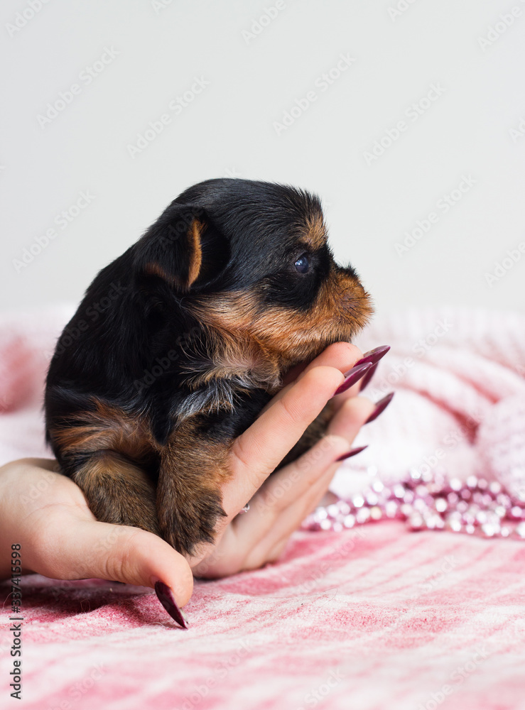 little cute puppy yorkshire terrier in hand little cute puppy yorkshire terrier in hand