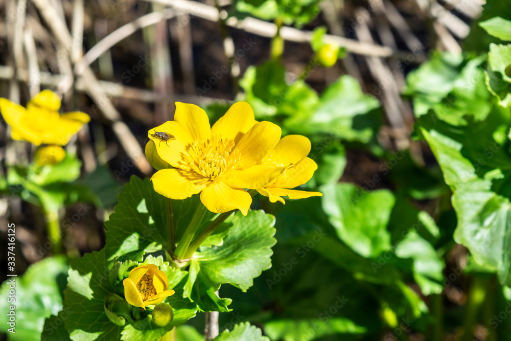Buttercups macro on the background of meadow plants in the spring forest. Yellow swamp flowers in the summer garden. Buttercups macro on the background of meadow plants in the spring forest. Yellow swamp flowers in the summer garden.
