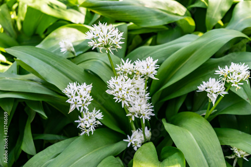 Blooming wild garlic Ramsons (Bear leek or Bear's garlic) close-up on a background of greenery. Natural green background with forest vitamin healthy plant. 