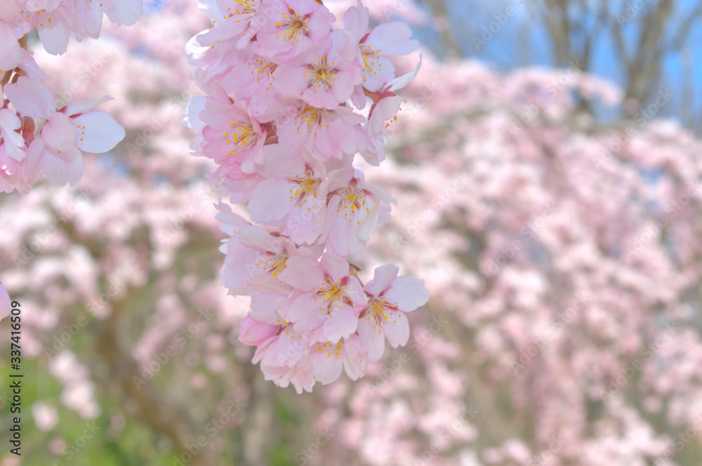 Fototapeta premium 桜