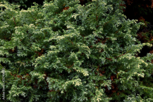 Pine branch on dark background. Close up view of Pine leaf on blurred nature background. Closeup of Norfolk pine needles and branches. Pine nuts, also called piñón pinoli or pignoli.