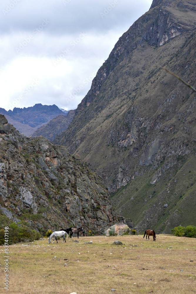 horses in the mountains, peru