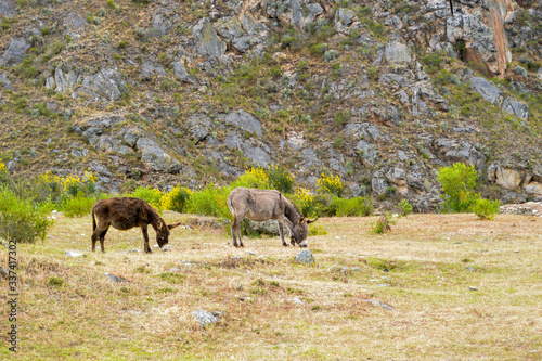donkeys, inca trailhead
