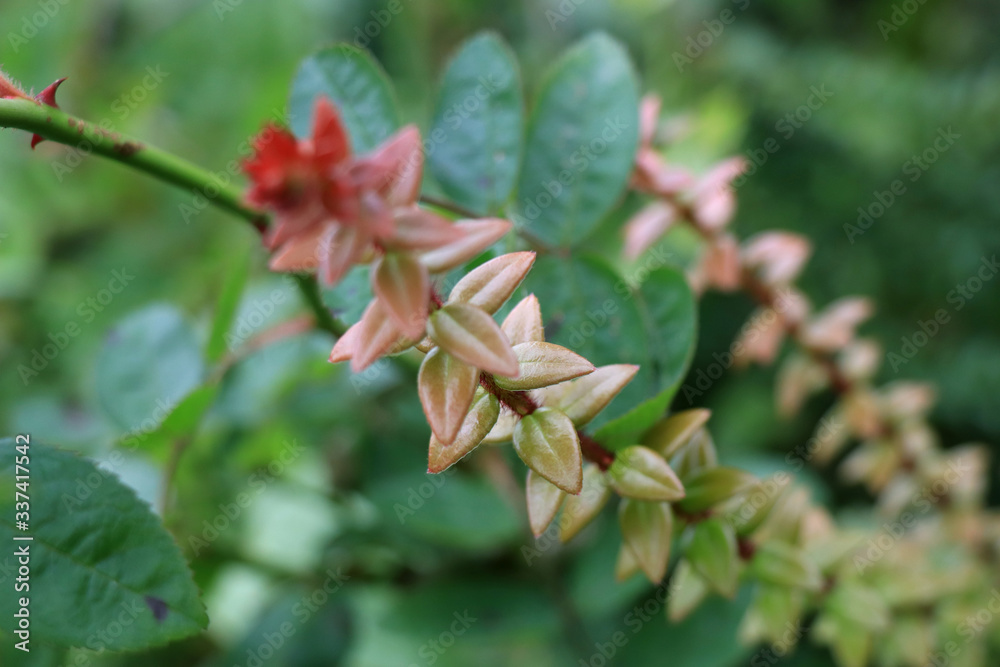 A beautiful red flower and green leaves. Mountain flower in spring. A beautiful red flower and green leaves. Mountain flower in spring.