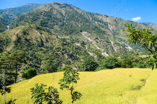 Lush green rice paddies along Annapurna Circuit Trek, Nepal. The rice paddies are located in the Himalayan valley. Some trees growing in between. High Mountains in the back. Clear and bright day. photo