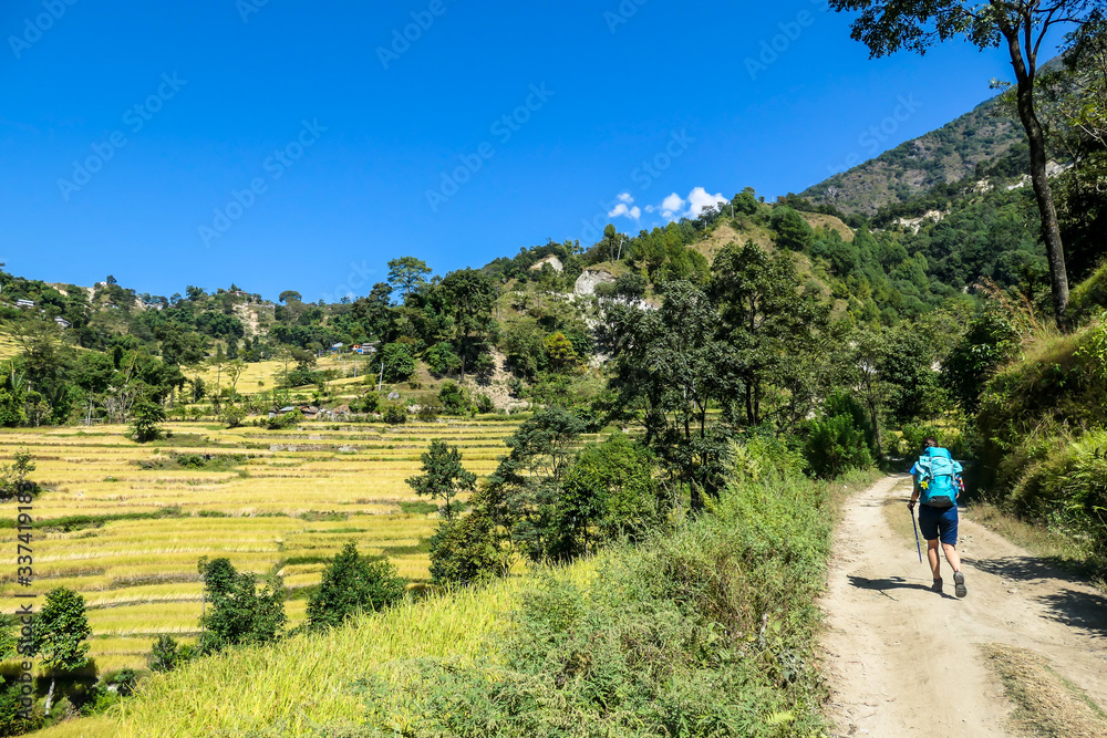 A girl hiking along lush green rice paddies along Annapurna Circuit Trek, Nepal. The rice paddies are located in the Himalayan valley. Some trees growing in between. High Mountains in the back
