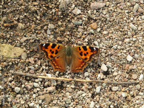 Yellow-red orange butterfly with patterns on the wings