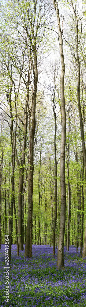 Bluebells in the Woods of Halle. Woodlands on the edge of Halle's Wood (Halle bos in Flemish or Bois de Halle in French) are covered by a splendid carpet of wild bluebell hyacinths Bluebells in the Woods of Halle. Woodlands on the edge of Halle's Wood (Halle bos in Flemish or Bois de Halle in French) are covered by a splendid carpet of wild bluebell hyacinths