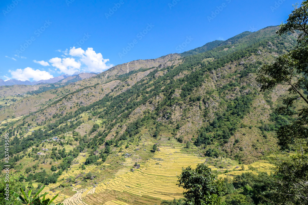Lush green rice paddies along Annapurna Circuit Trek, Nepal. The rice paddies are located in the Himalayan valley. Lots of trees growing in between. High Mountains in the back. Clear and bright day.