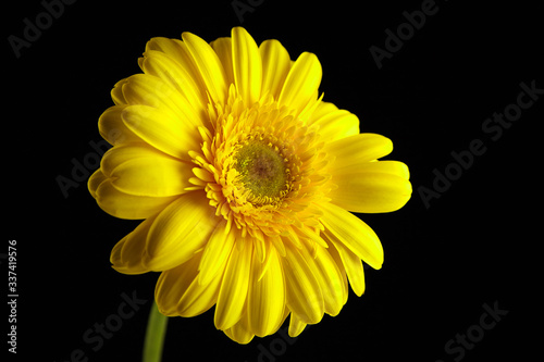 Gerbera yellow flower  plant with yellow petals on black background