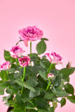pink roses, houseplant, indoor flowers on pink background, closeup