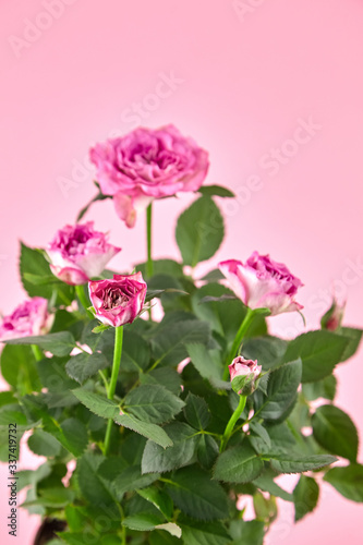 pink roses  houseplant  indoor flowers on pink background  closeup