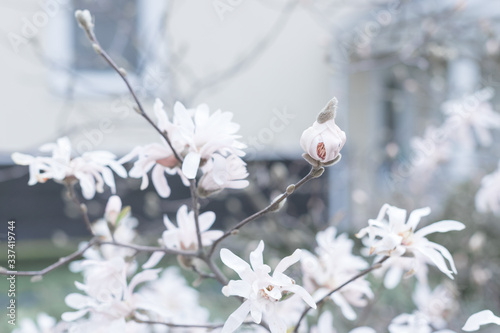 Blossom tree over nature background. Spring flowers. Spring Background. magnolia tree covered with beautiful big pink flowers in early spring.