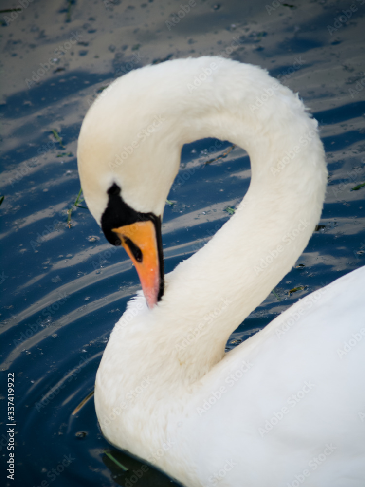 Fototapeta premium a beautiful white swan on a lake that reflects buildings and the sky on a summer day