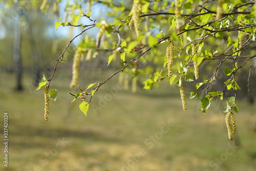 Birken Pllen Blüte Frühling