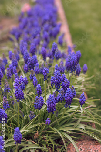 A group of Grape hyacinth  Muscari armeniacum  blooming in the spring  Blue muscari armeniacum flowers on a spring garden. closeup Selective focus. Spring blooming.