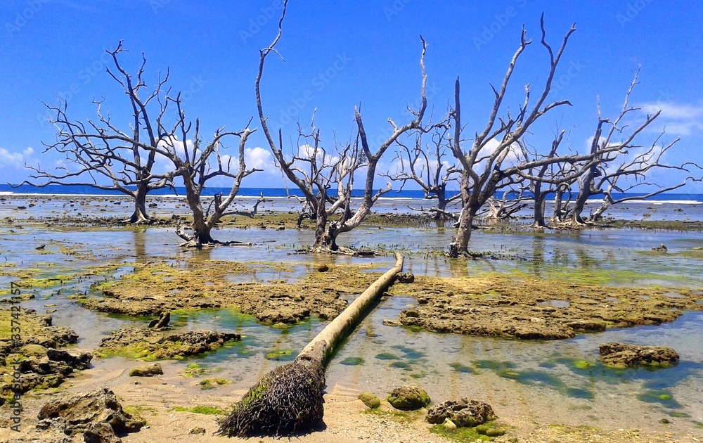 Remnants of dead mangroves still standing after a devastating storm in ...