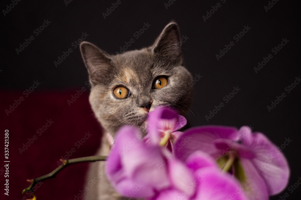 British shorthair cat with orchid - obrazy, fototapety, plakaty 