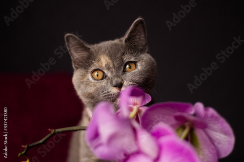 British shorthair cat with orchid