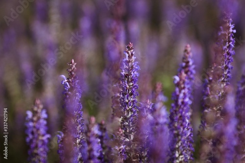 Beautiful landscape of fiolet lavende