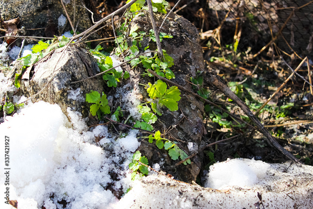 Young grass sprouts from the ground in spring near the snow, which has not yet melted. Young grass sprouts from the ground in spring near the snow, which has not yet melted.