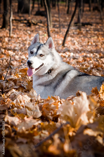 Joyful husky dog ​​in the autumn forest