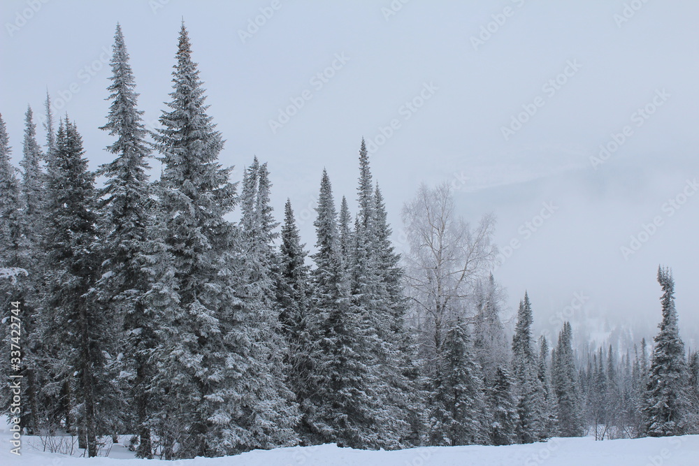 Winter snowy coniferous forest in cloudy weather. Winter snowy coniferous forest in cloudy weather.