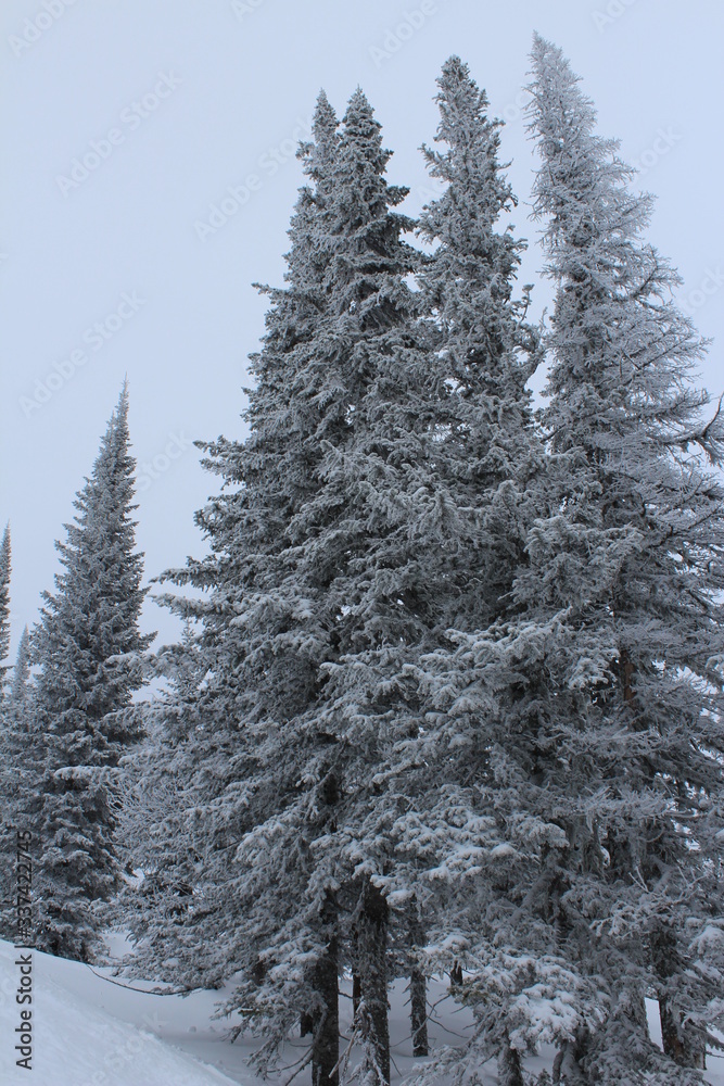 Winter snowy coniferous forest in cloudy weather. Winter snowy coniferous forest in cloudy weather.