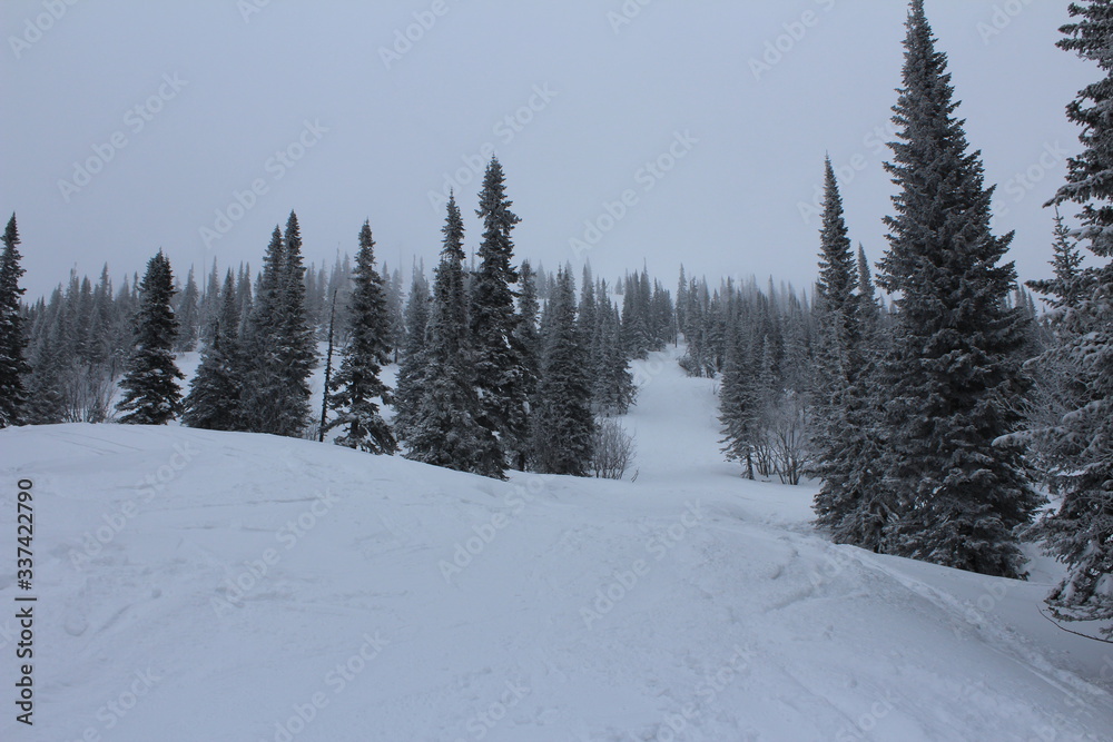 Winter snowy coniferous forest in cloudy weather. Winter snowy coniferous forest in cloudy weather.