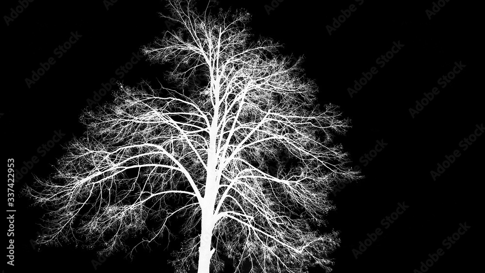Obraz premium abstract tree isolated on black