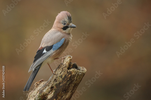 European Jay showing his full hair style © Natureimmortal