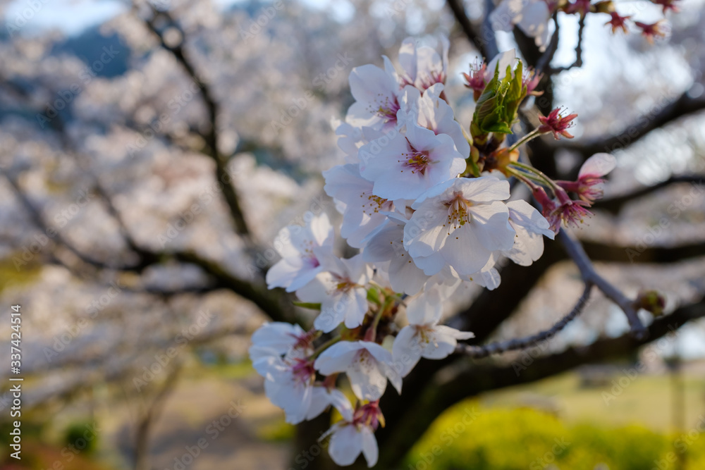 Obraz premium 津久井湖城山公園 水の苑地 散り始めた桜