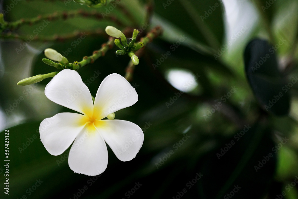 Plumeria flowers on the tree , close up