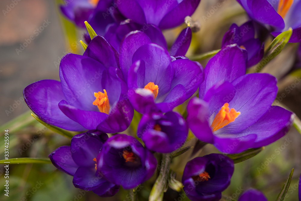 
luxurious first spring flowers in the forest bright purple crocuses with orange pestles