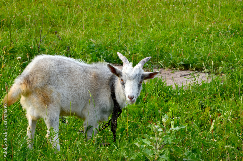 white goat on a meadow animal goat on a green grass pasture